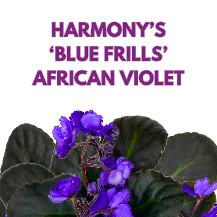 Harmony's Blue Frills African Violet Saintpaulia 4 inch