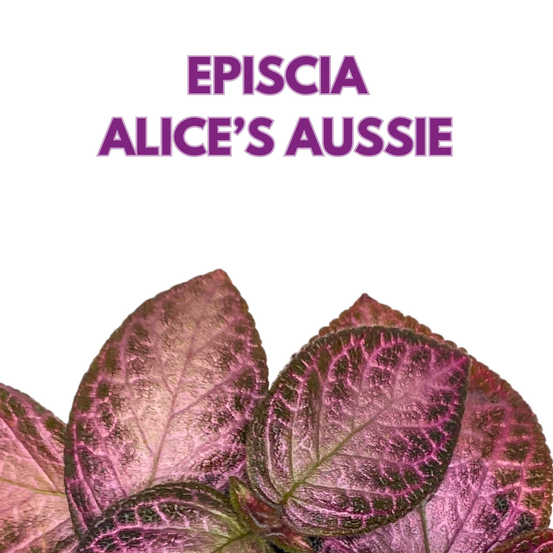 Episcia Alice's Aussie Pink Flame Violet 4 inch