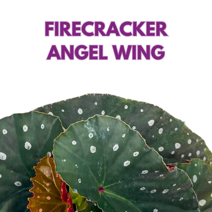 Harmony's Firecracker Angel Wing Begonia 4 inch