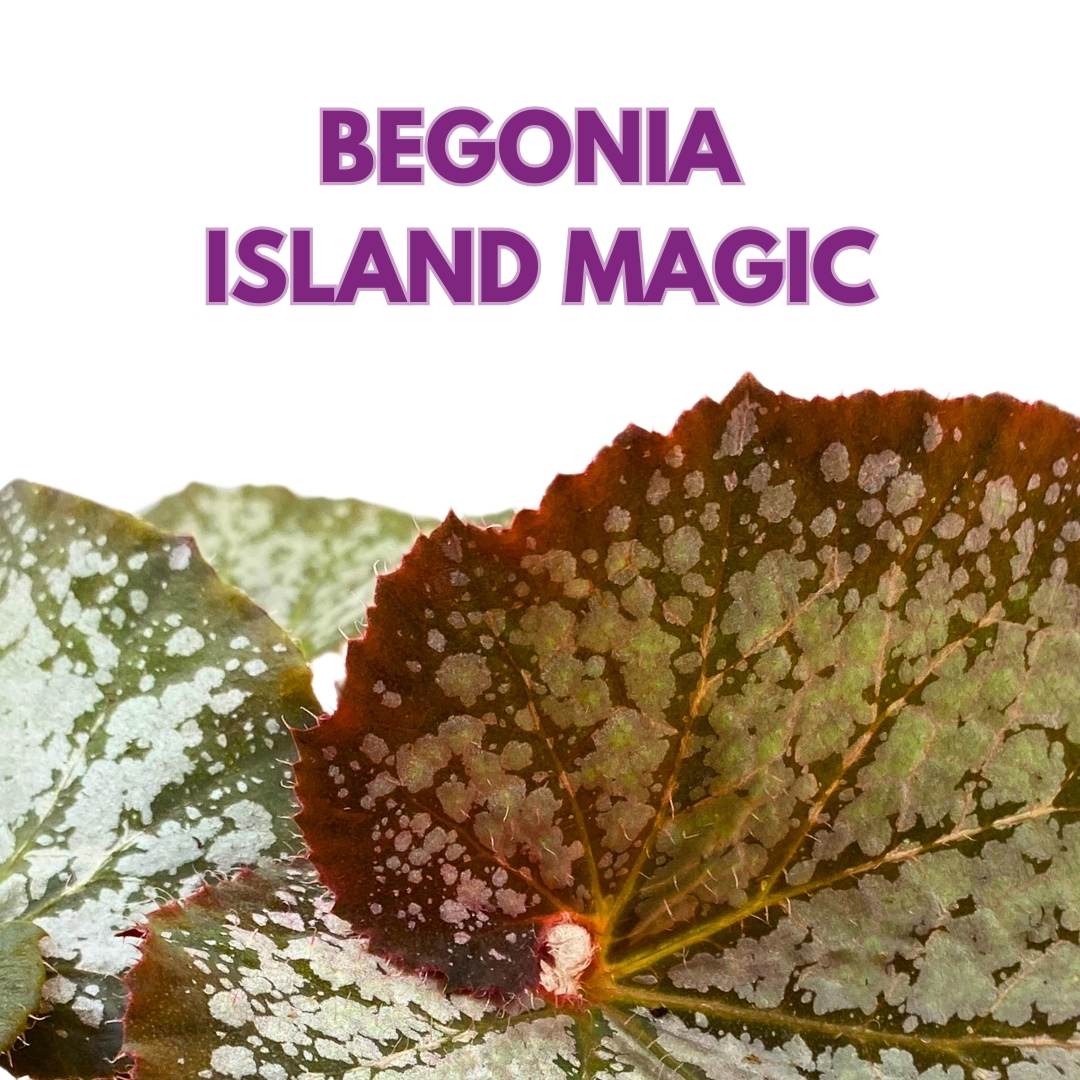 Begonia Rex Island Magic 6 inch Fragrant