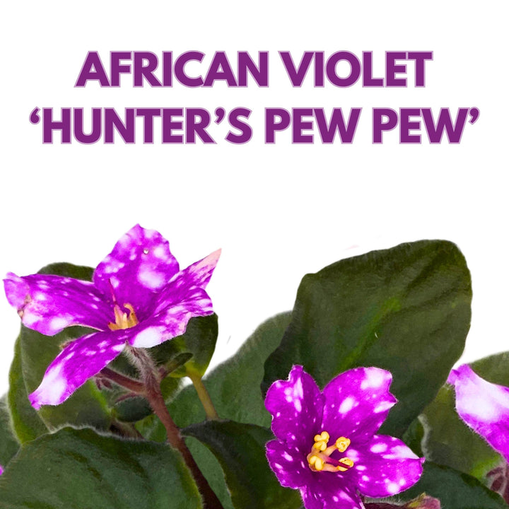 Hunter's Pew Pew African Violet Variegated Flower 4 inch