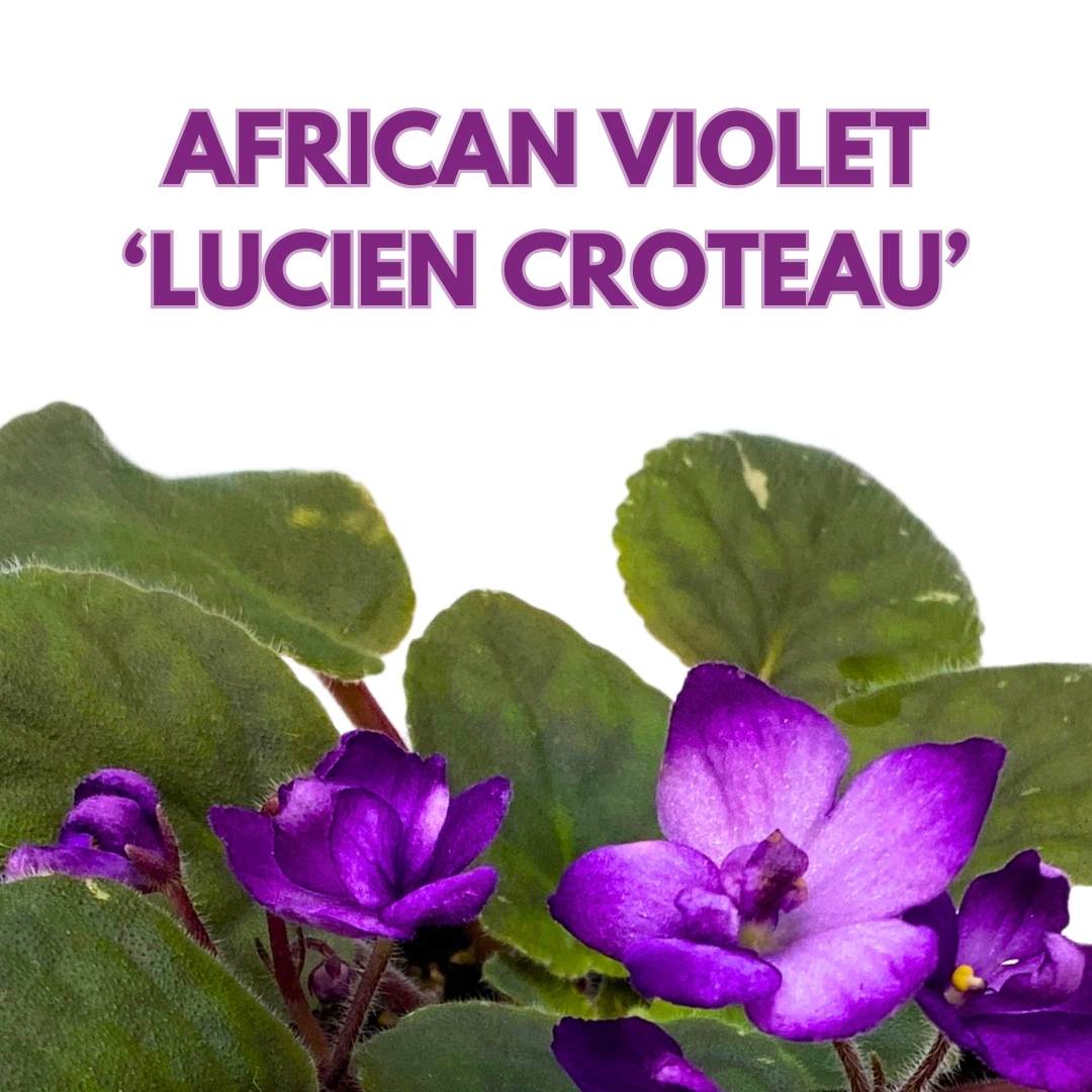 African Violet Lucien Croteau 4 inch Gesneriad