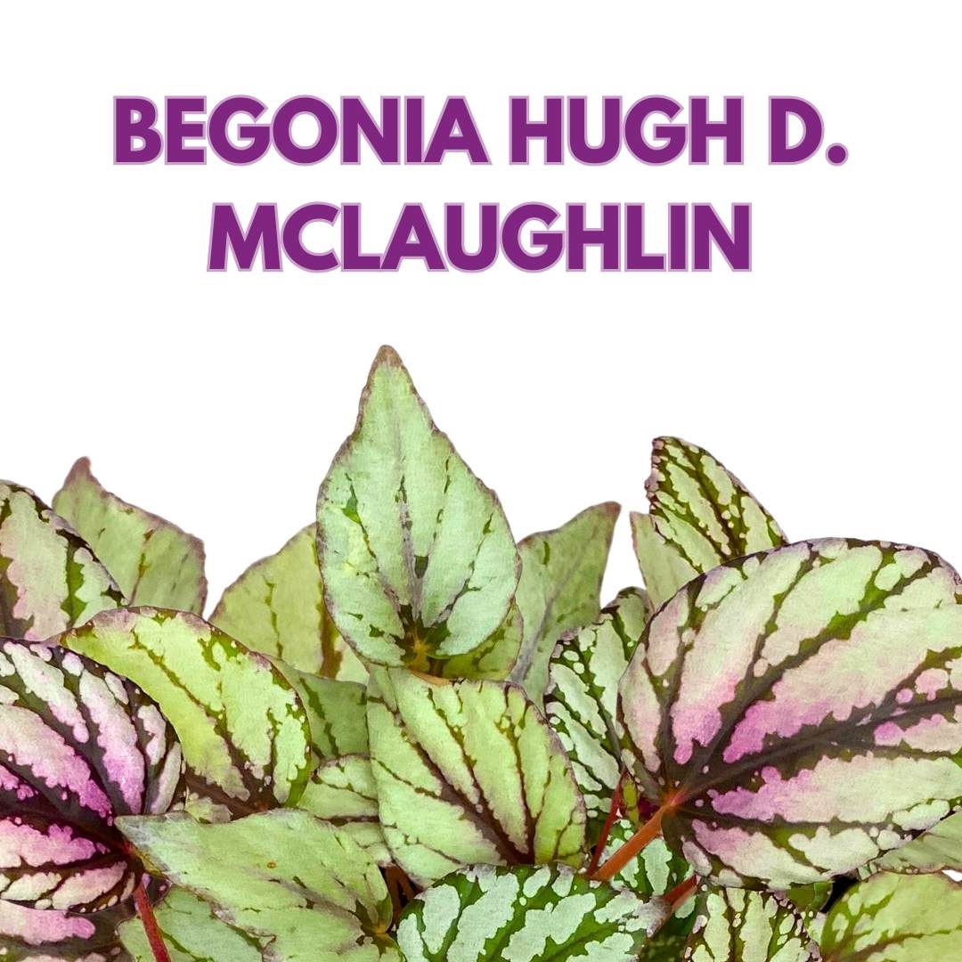 Begonia Rex Hugh McLaughlin 6 inch