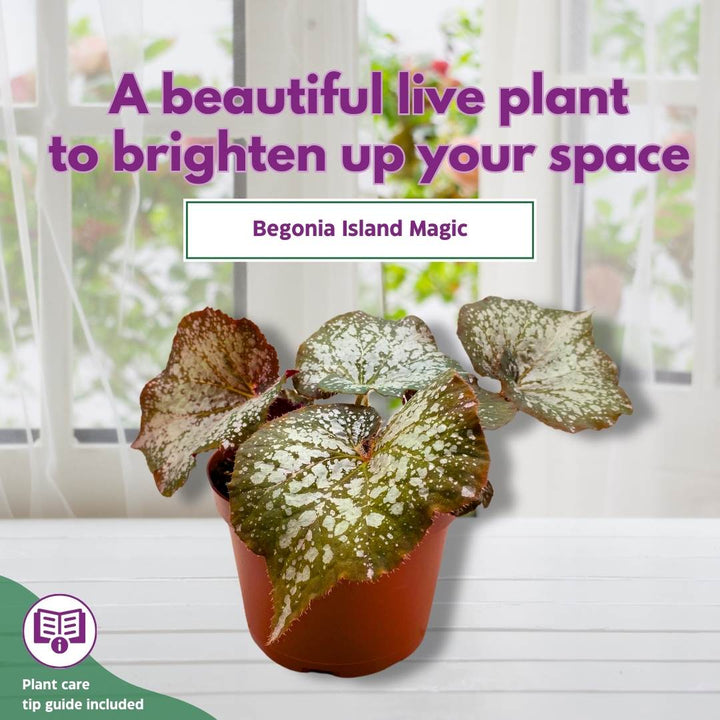 Begonia Rex Island Magic 6 inch Fragrant