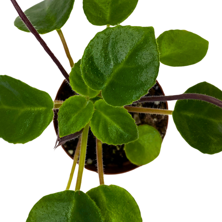 Primulina Tamiana Mini 2 inch White Purple Flower