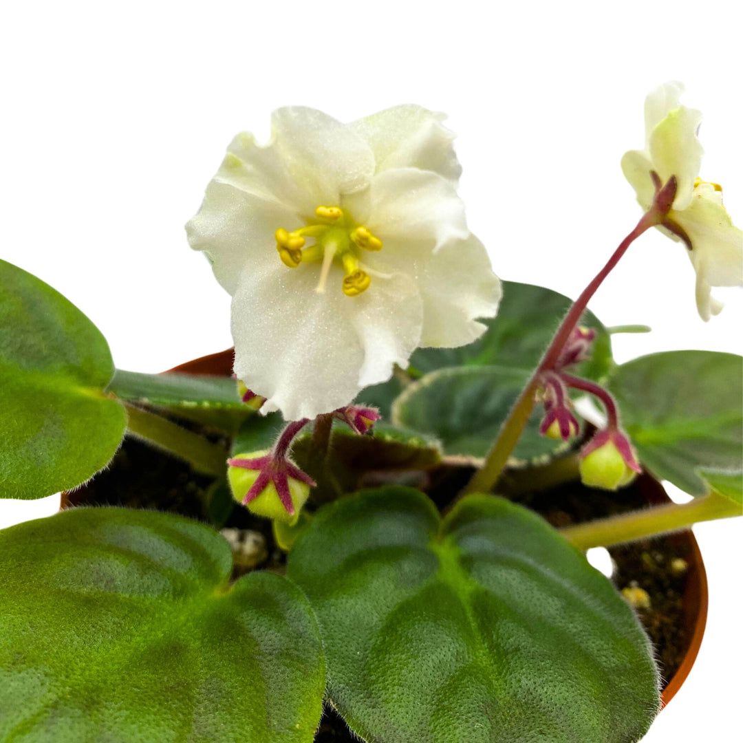 Ma's Frogland African Violet Saintpaulia 4 inch