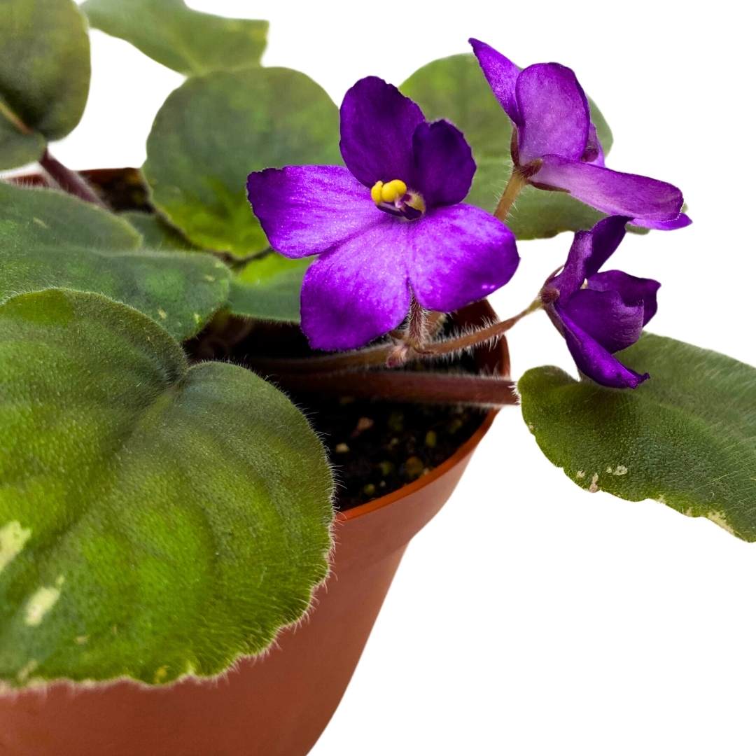 African Violet Lucien Croteau 4 inch Gesneriad