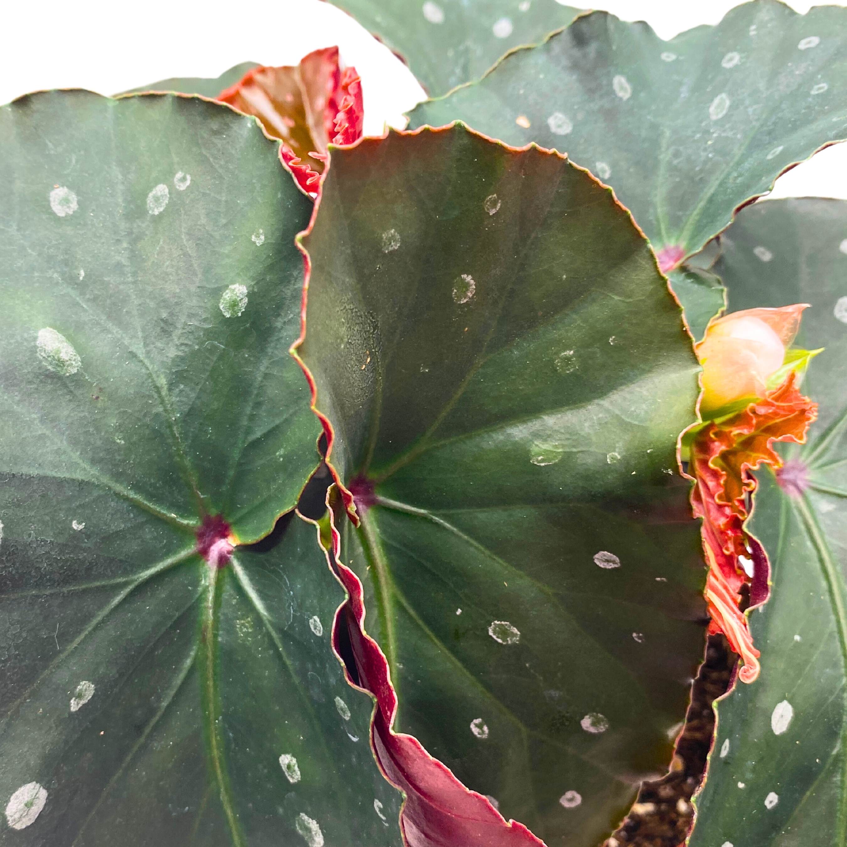 Harmony's Firecracker Angel Wing Begonia 4 inch – Harmony Foliage