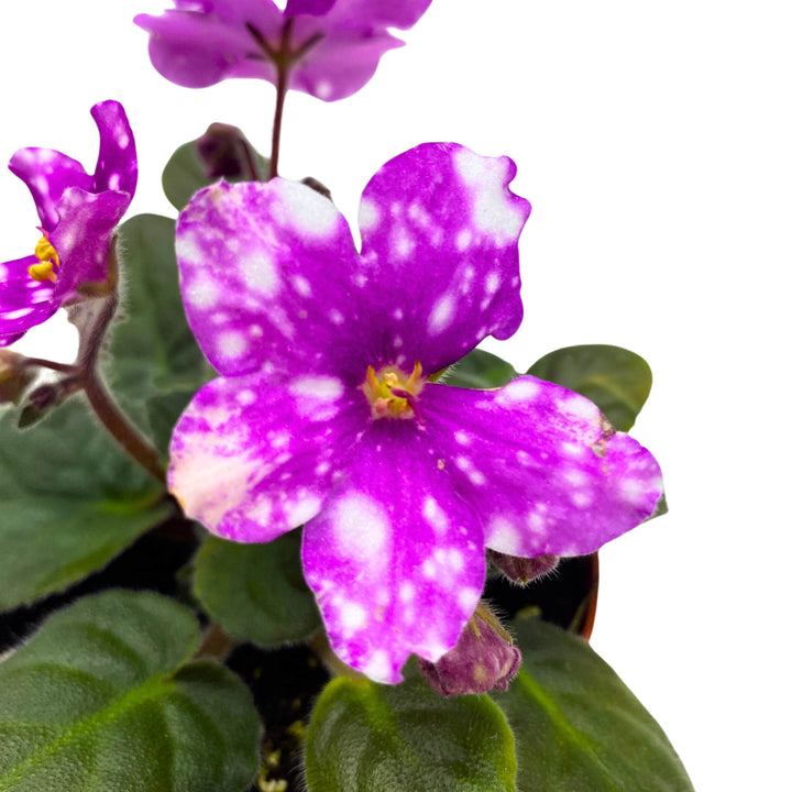 Hunter's Pew Pew African Violet Variegated Flower 4 inch