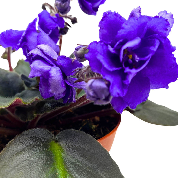 Harmony's Blue Frills African Violet Saintpaulia 4 inch