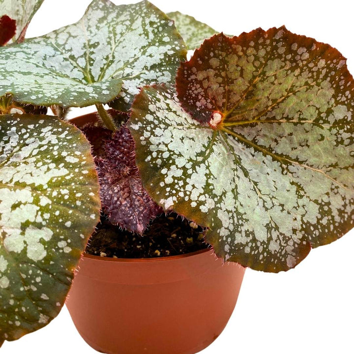 Begonia Rex Island Magic 6 inch Fragrant