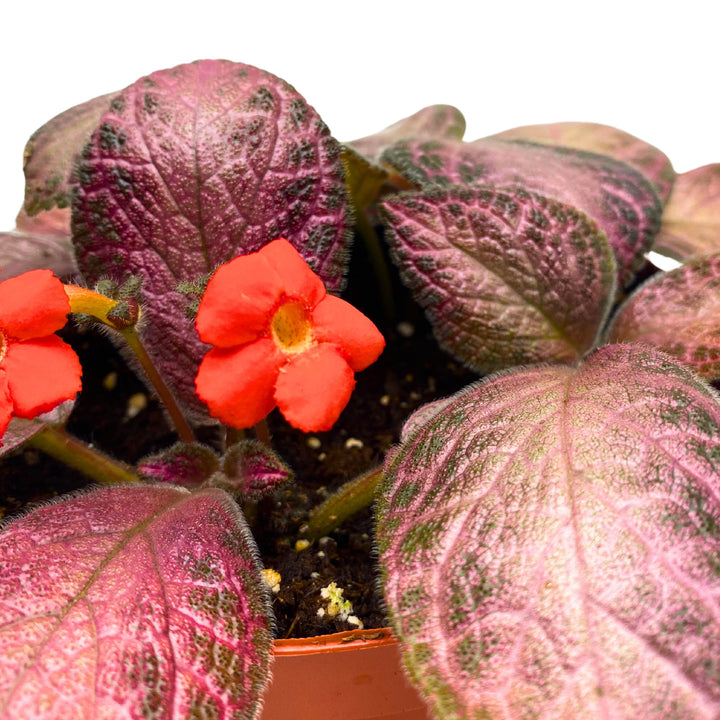 Episcia Alice's Aussie Pink Flame Violet 4 inch