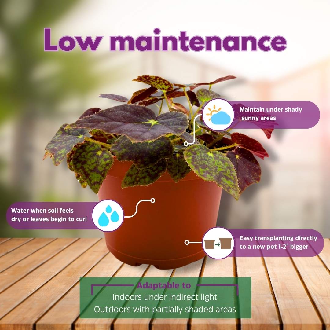 Ogagoniaページ Begonia Ace's High 6 inch Rhizomatous – Harmony Foliage