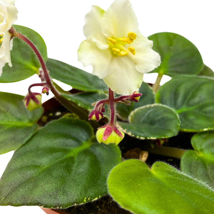 Ma's Frogland African Violet Saintpaulia 4 inch