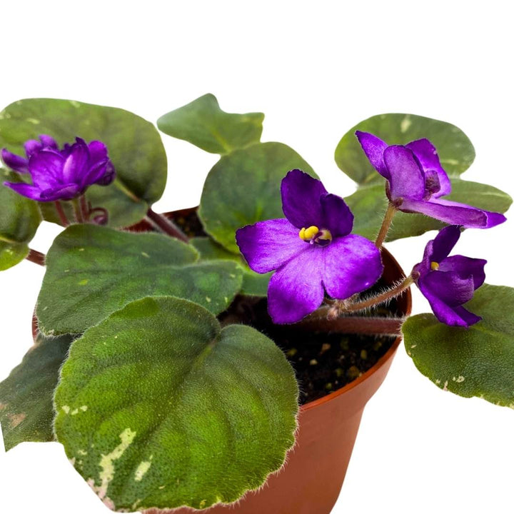 African Violet Lucien Croteau 4 inch Gesneriad