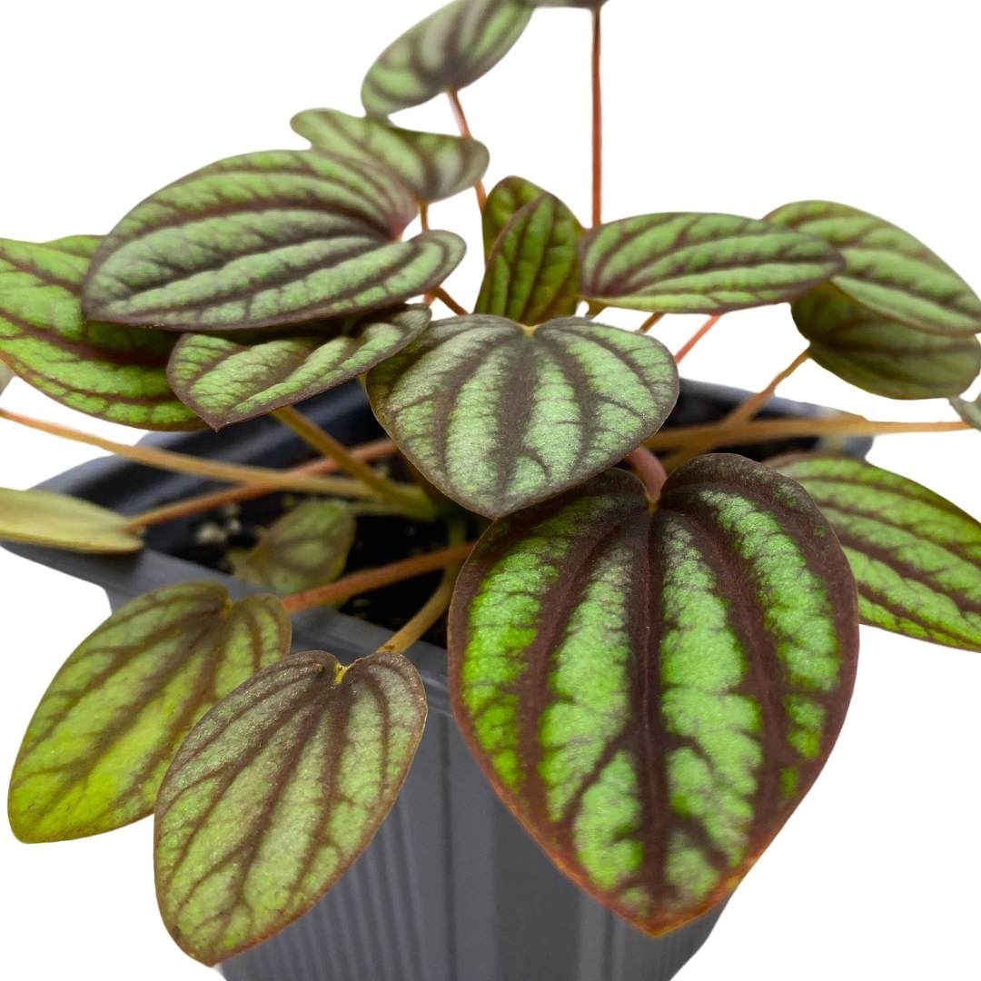 Peperomia Piccolo Banda Ripple in a 3 inch Pot