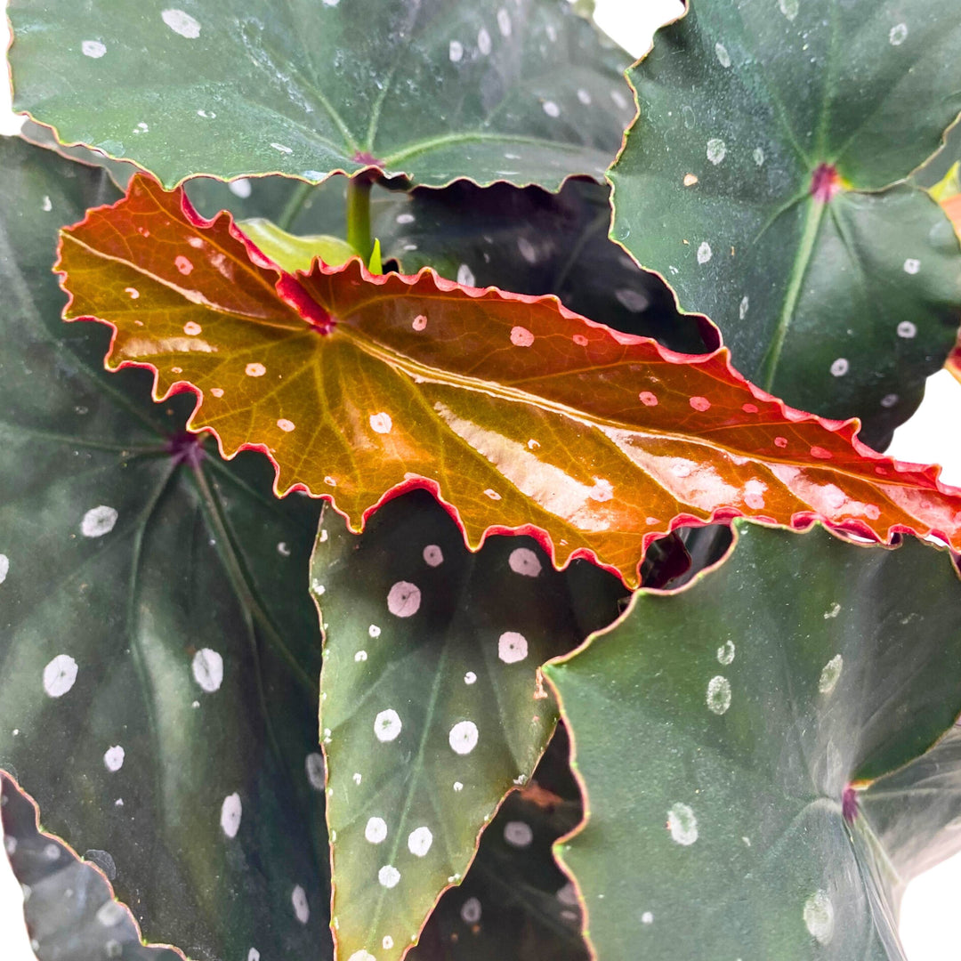 Harmony's Firecracker Angel Wing Begonia 4 inch