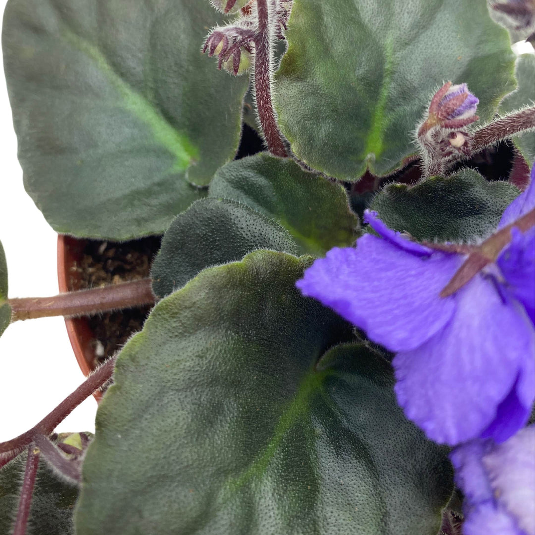 Harmony's Blue Frills African Violet Saintpaulia 4 inch