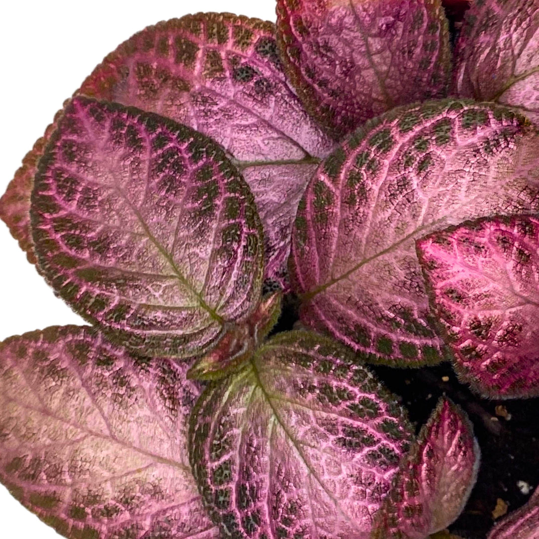 Episcia Alice's Aussie Pink Flame Violet 4 inch