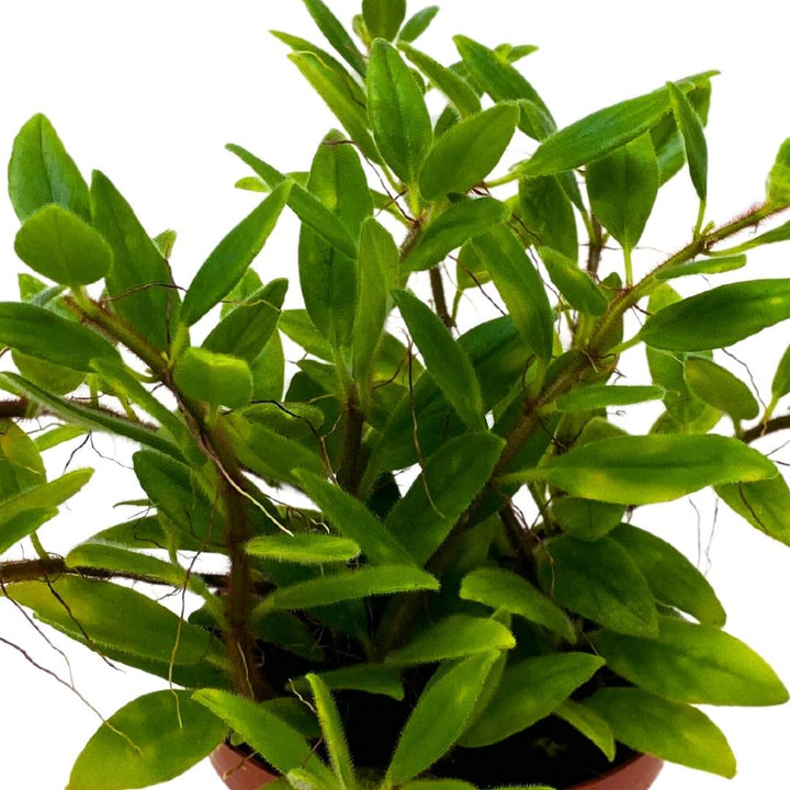 Columnea Microcalyx Green Prince in a 4 inch Pot