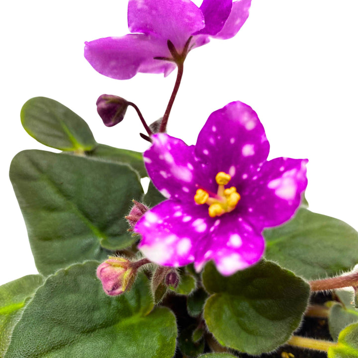 Hunter's Pew Pew African Violet Variegated Flower 4 inch