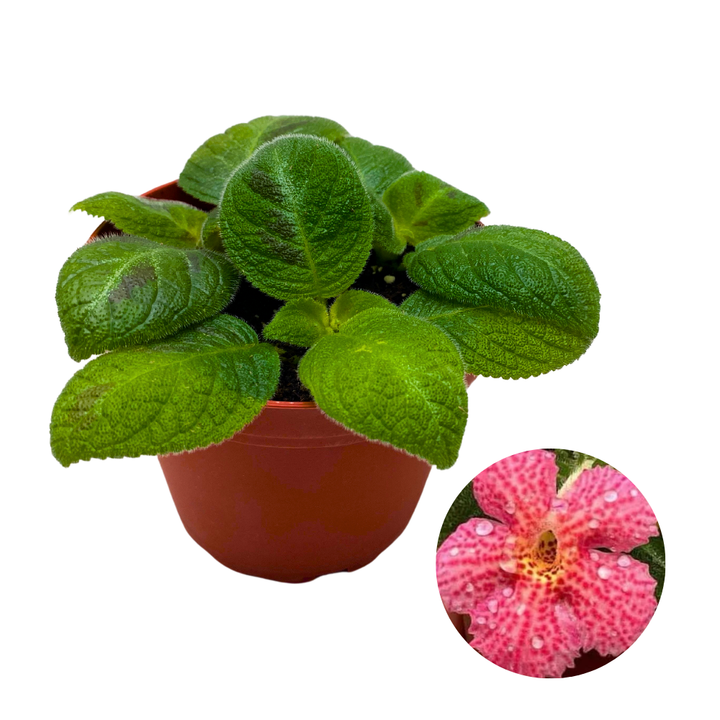 Harmony's Sorrento Sunrise Episcia 4 inch Green Flame Violet