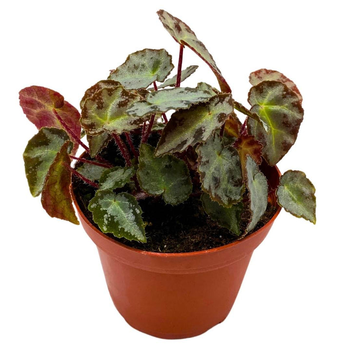 Begonia Wiformis 4 inch Rare