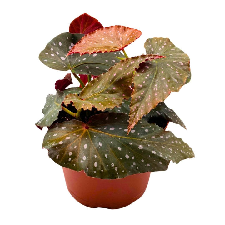 Angel Wing Cane Begonia Harmony's Dreams 6 inch