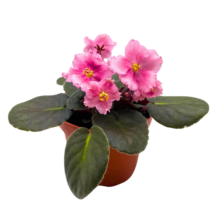 Kaylih Marie African Violet 4 inch