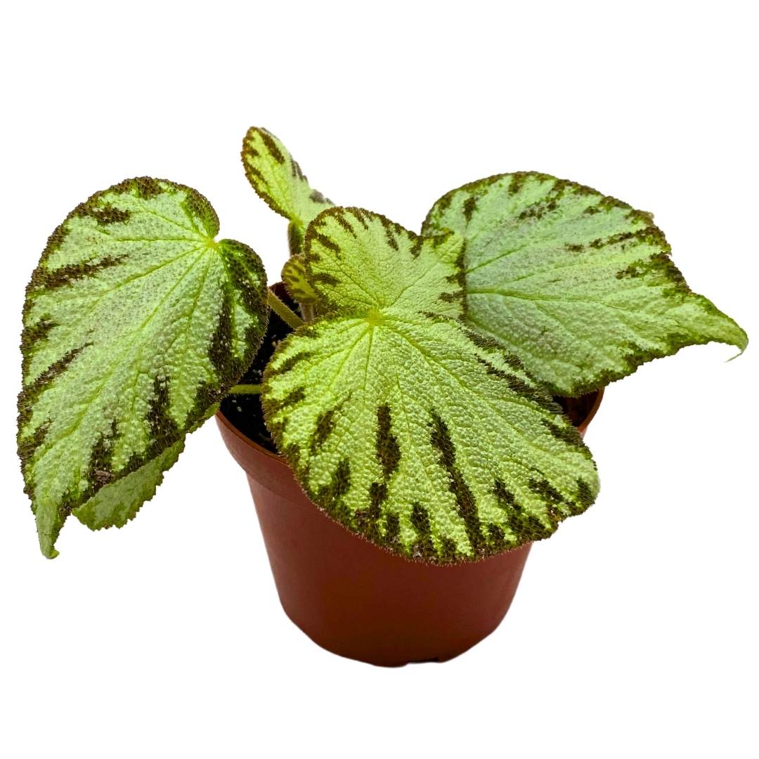 Begonia Silver Jewel Rhizomatous 4 inch