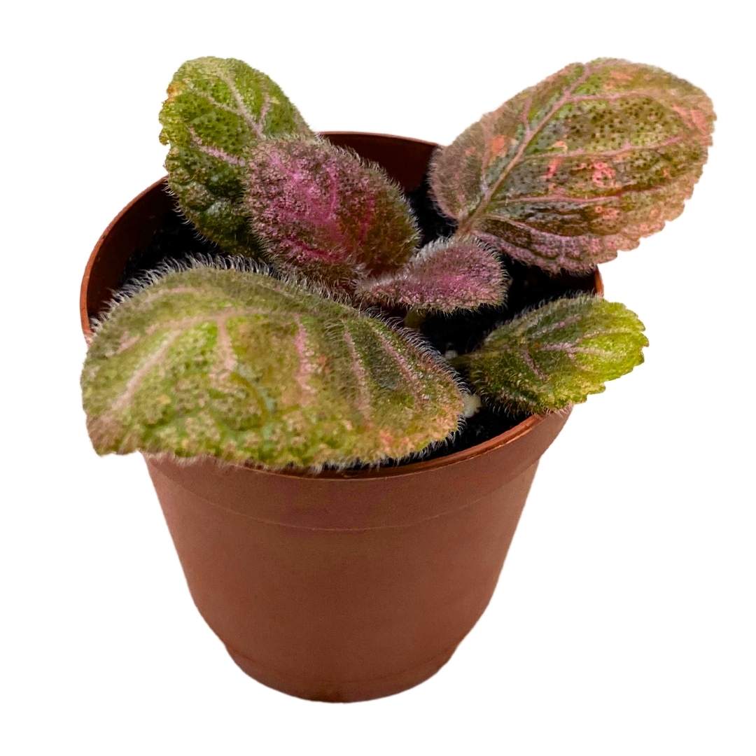 Episcia Pink Velvet Flame Violet 2 inch