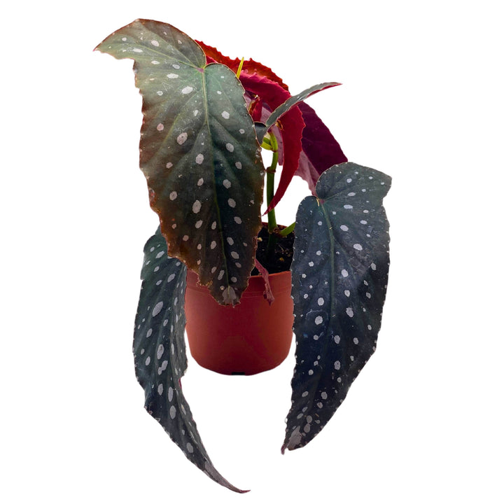 Harmony's Vixen Angel Wing Begonia 4 inch