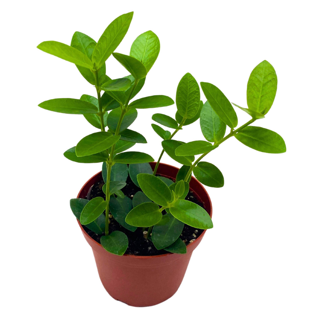 green jade wax plant Hoya cumingiana in a 4 inch pot small leaf wax plant