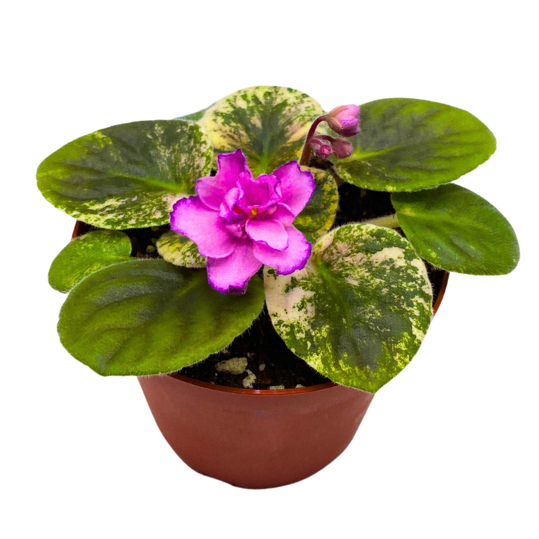 RS Bomond Variegated African Violet Saintpaulia 4 inch