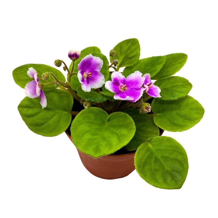 BE Phnom Penh African Violet, 4 inch, Gesneriad