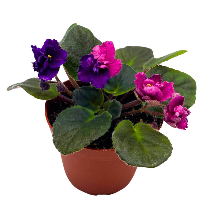 Suncoast Coral Razz African Violet Saintpaulia 4 inch