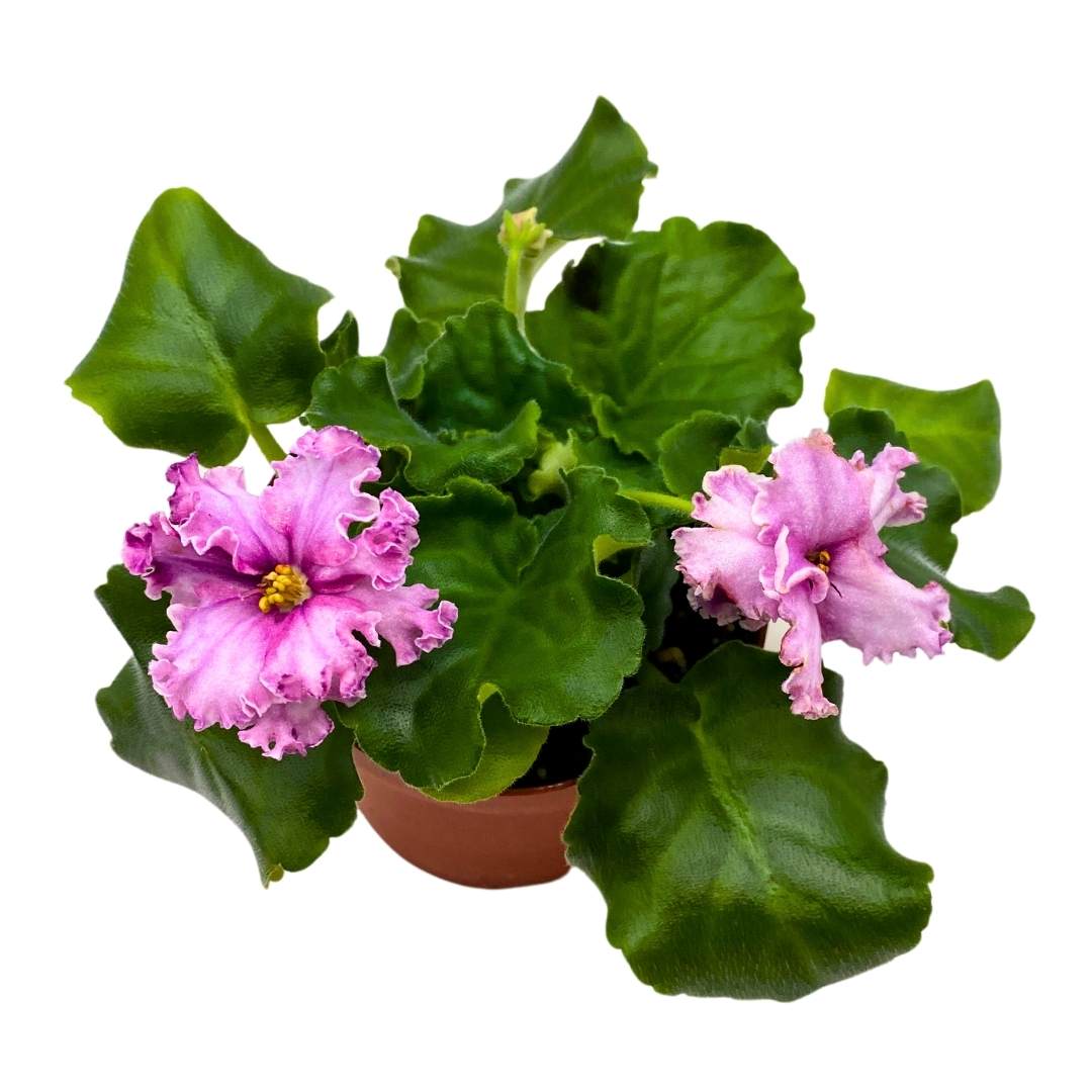 African Violet Sport Dark Wine 4 inch