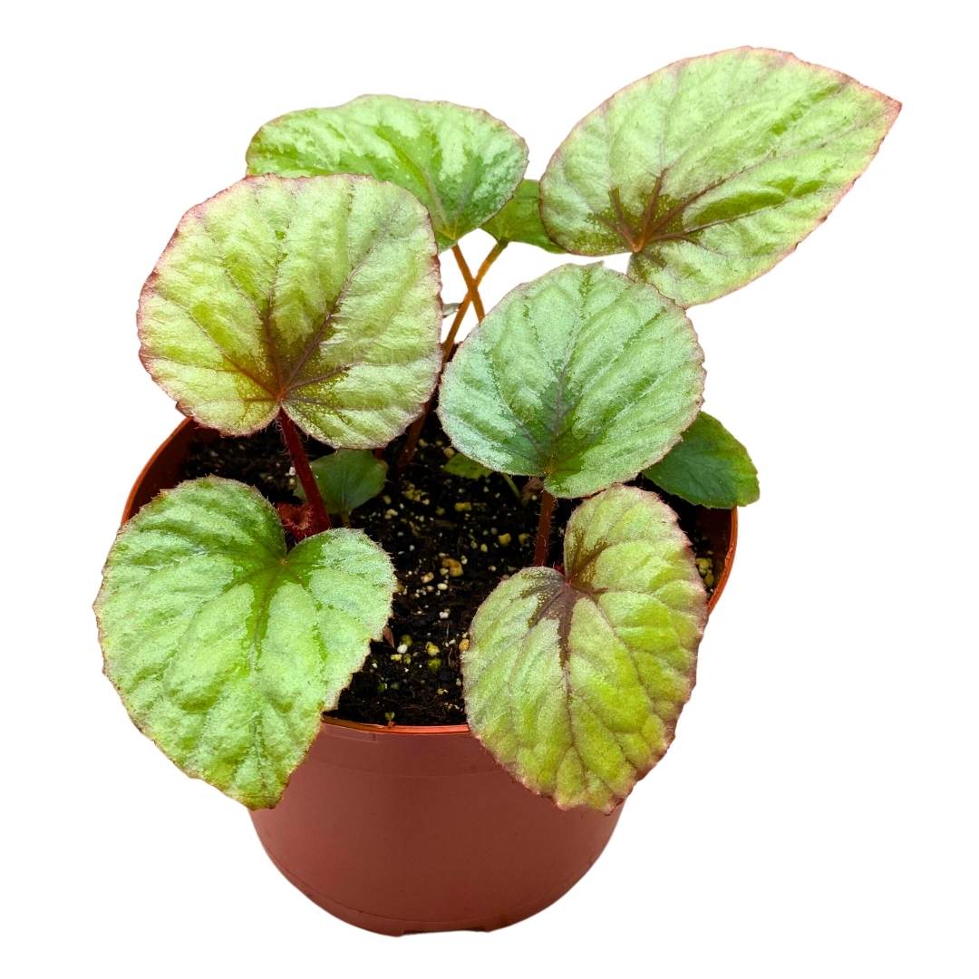 Begonia Oteka 6 inch Rhizomatous Large Leaf