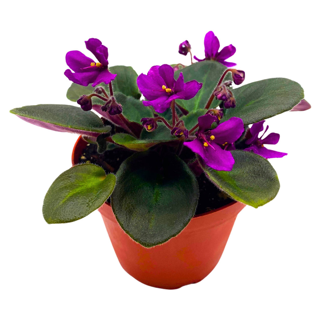 Hunter's Venom African Violet Saintpaulia 4 inch