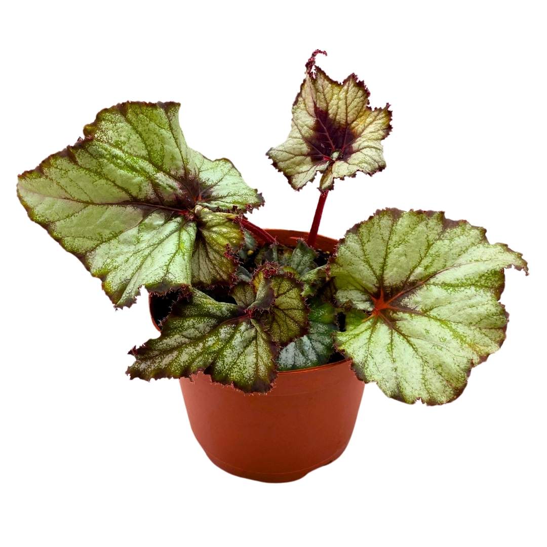 Begonia Rex Harmony's Star Light 6 inch Gray Spiral