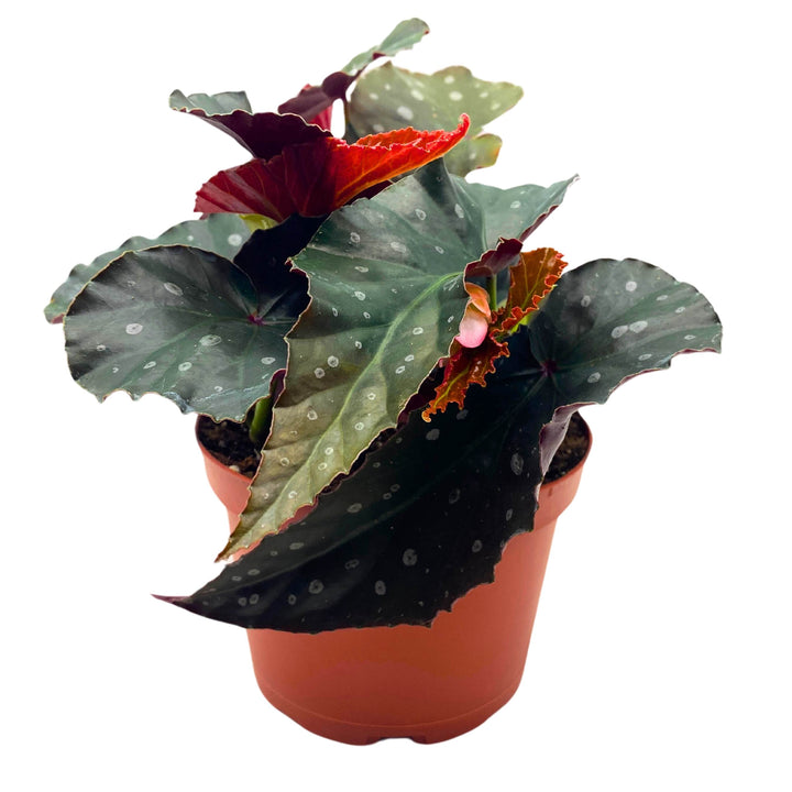 Harmony's Dark Side of the Moon Angel Wing Begonia 6 inch