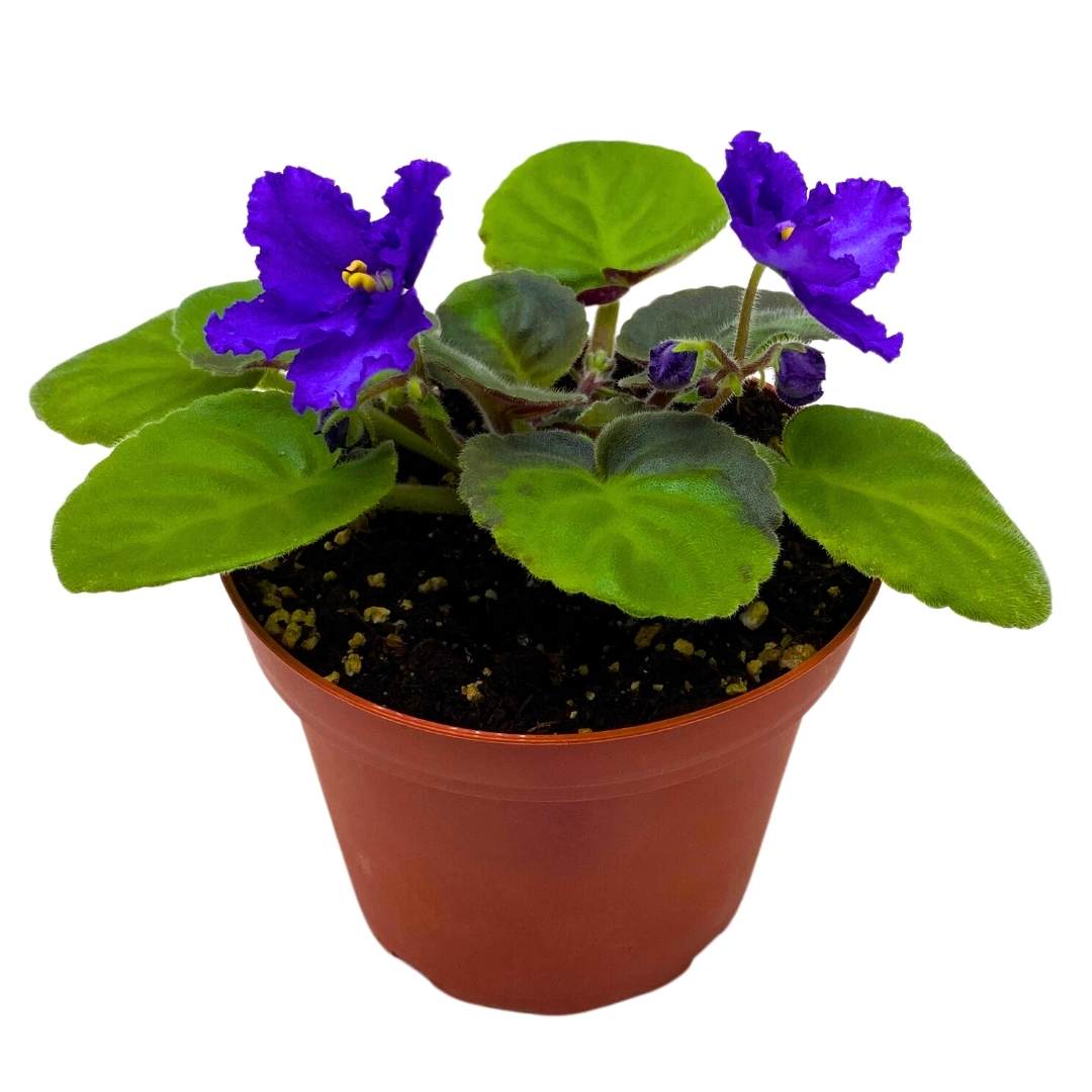 African Violet Island Hideaway 4 inch Gesneriad