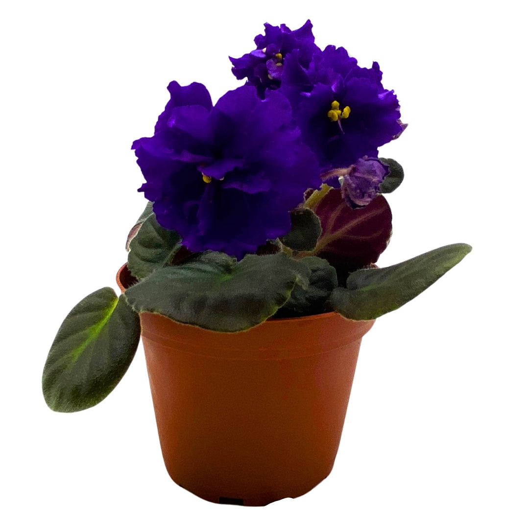 Festival on Ice African Violet Saintpaulia 4 inch