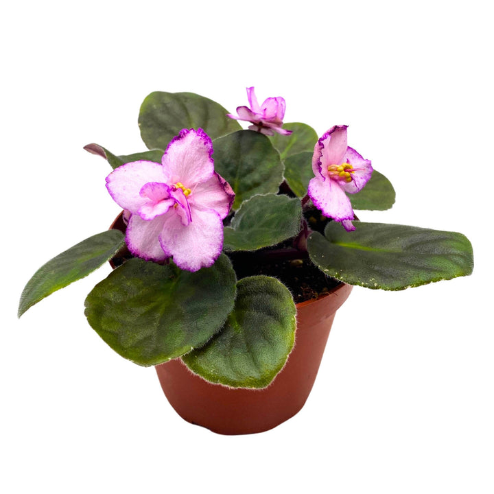 New Year's Eve African Violet Saintpaulia 4 inch