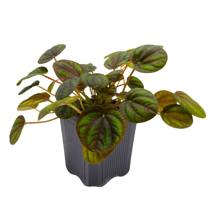 Peperomia Peppermill Ripple in a 3 inch Pot