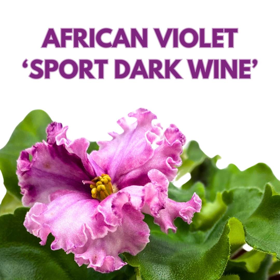 African Violet Sport Dark Wine 4 inch