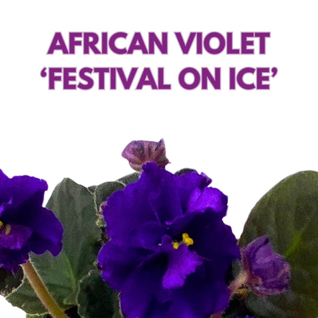 Festival on Ice African Violet Saintpaulia 4 inch