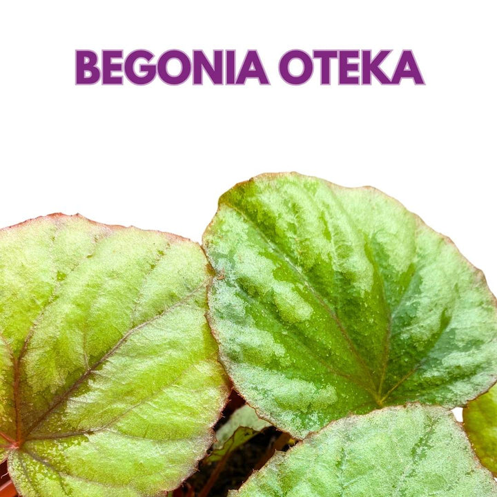 Begonia Oteka 6 inch Rhizomatous Large Leaf