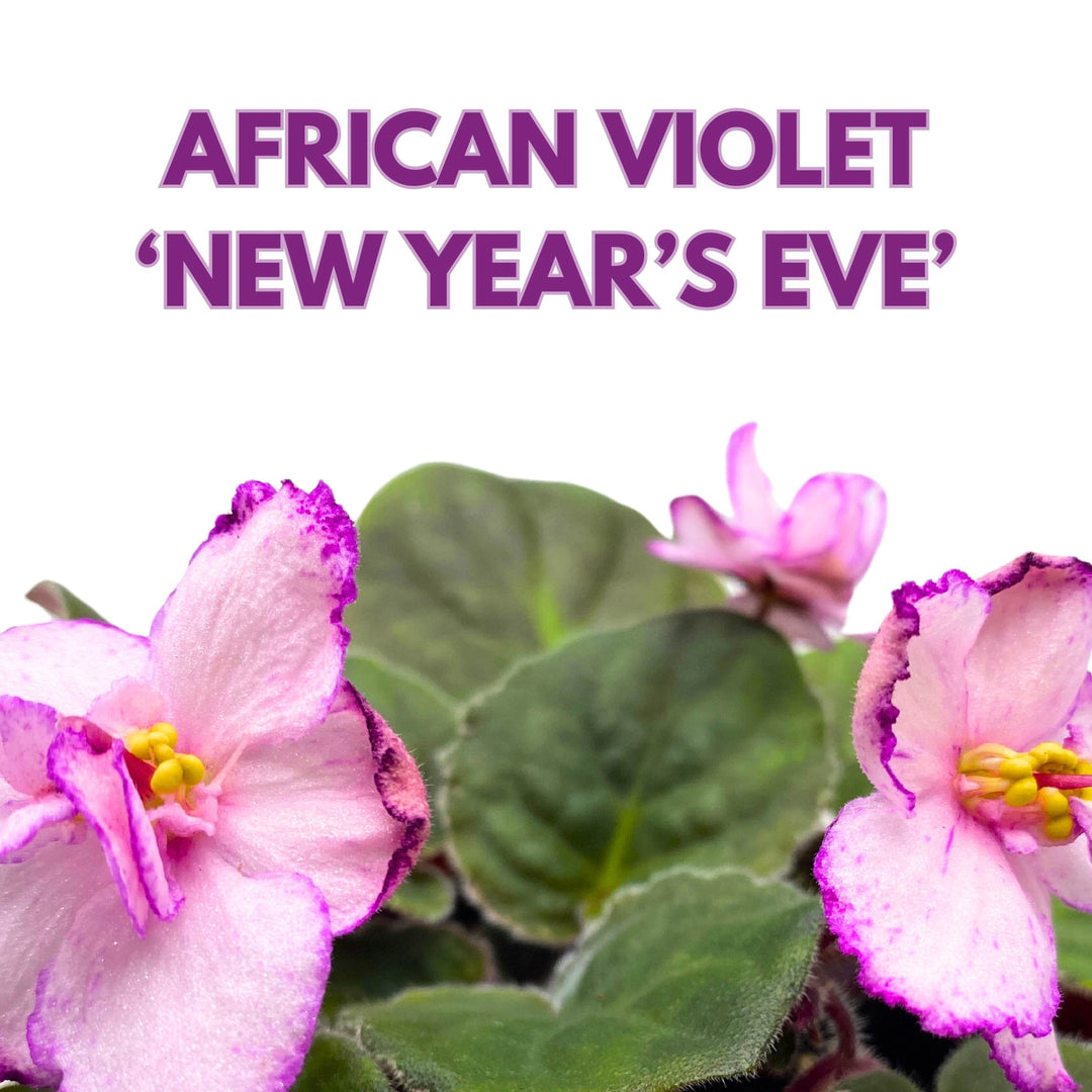 New Year's Eve African Violet Saintpaulia 4 inch