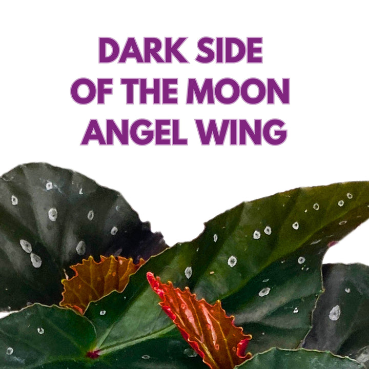 Harmony's Dark Side of the Moon Angel Wing Begonia 6 inch